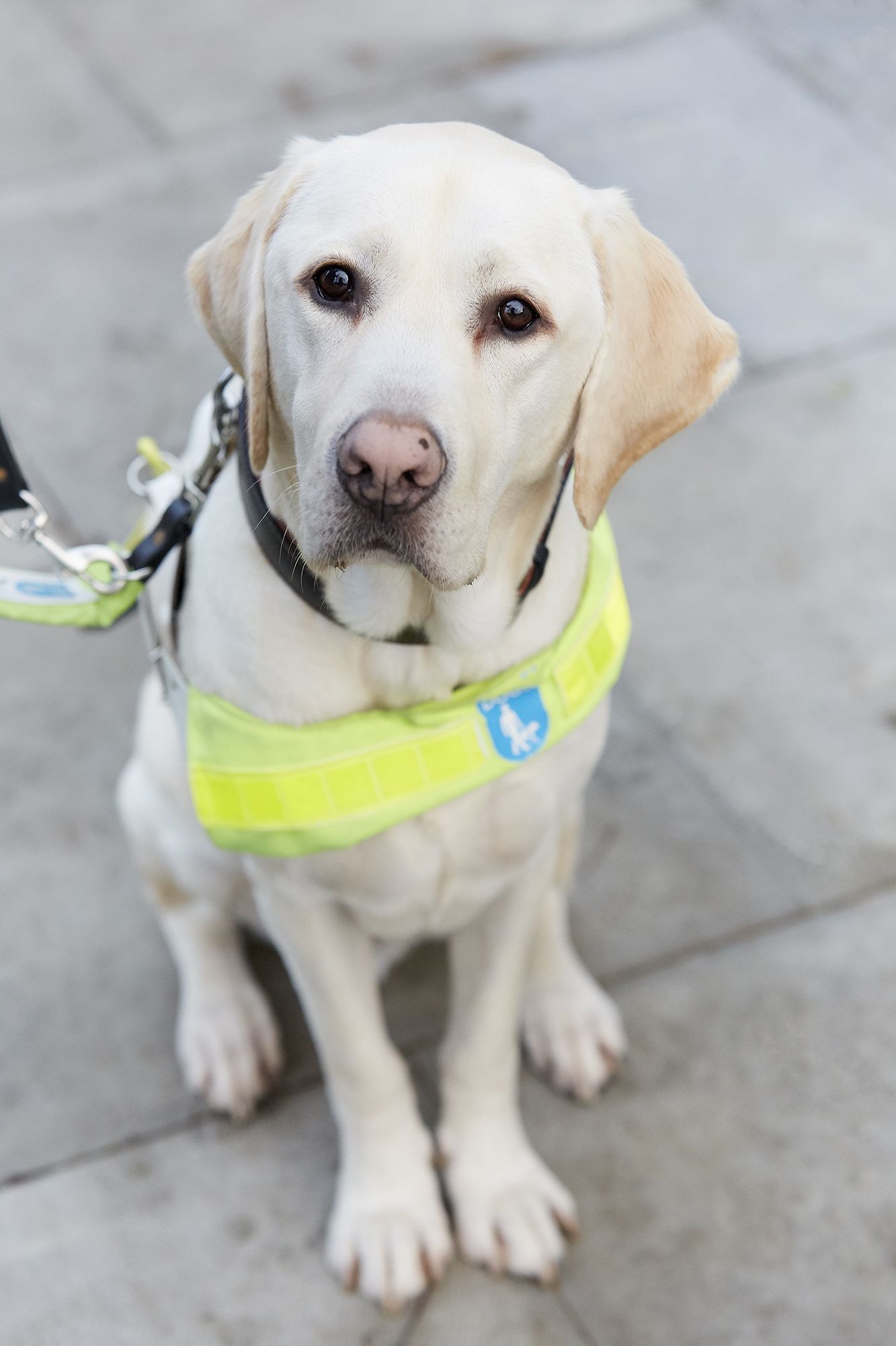 Meet the Guide Dogs