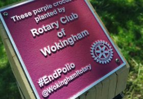 End Polio Now - Crocus Planting