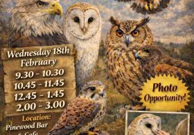 Birds of Prey Experience
